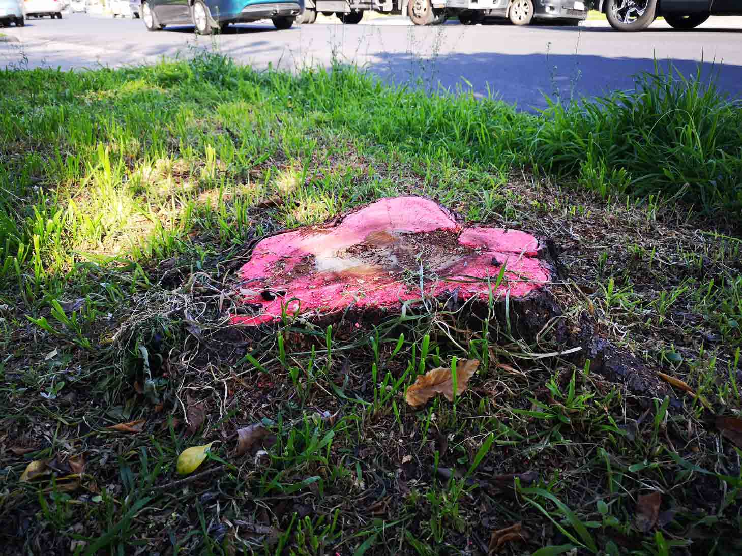 Tree Stump Marked to prevent trip hazard