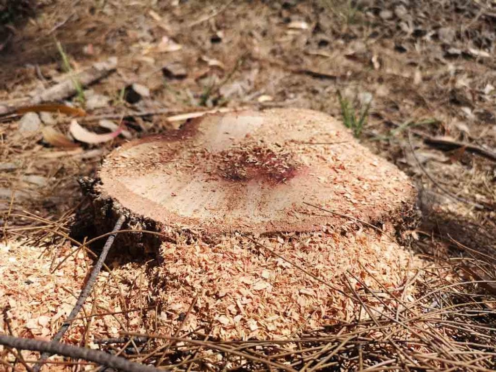 Tree stump before grubbing