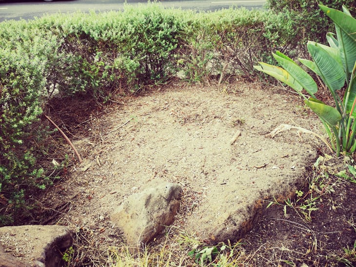 stump grinding mulch after grinding