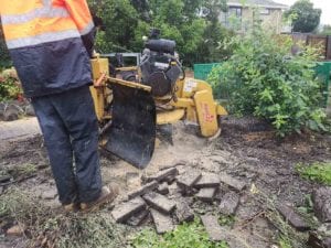 large tree stump being removed in niddrie