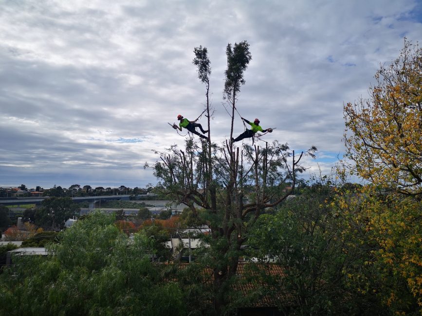 arborists pruning tree service