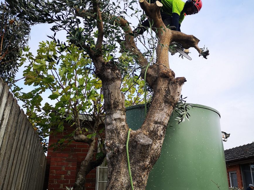 Arborist Climber removing an olive tree removal